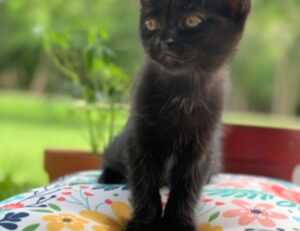 pub cloud news tech development kit