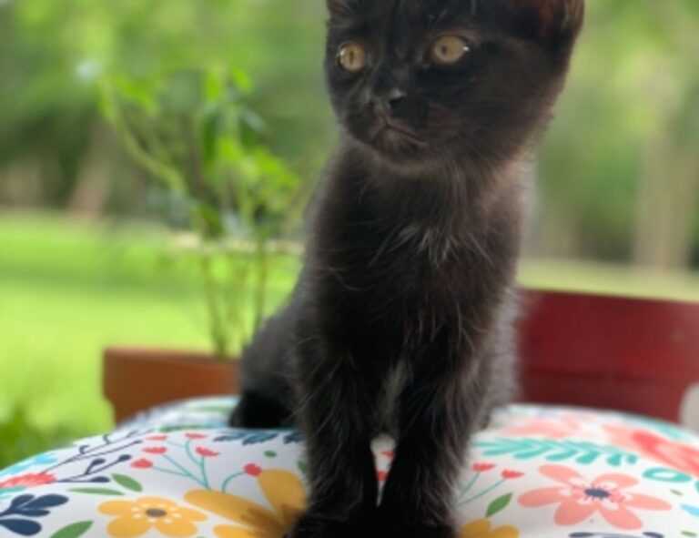 pub cloud news tech development kit