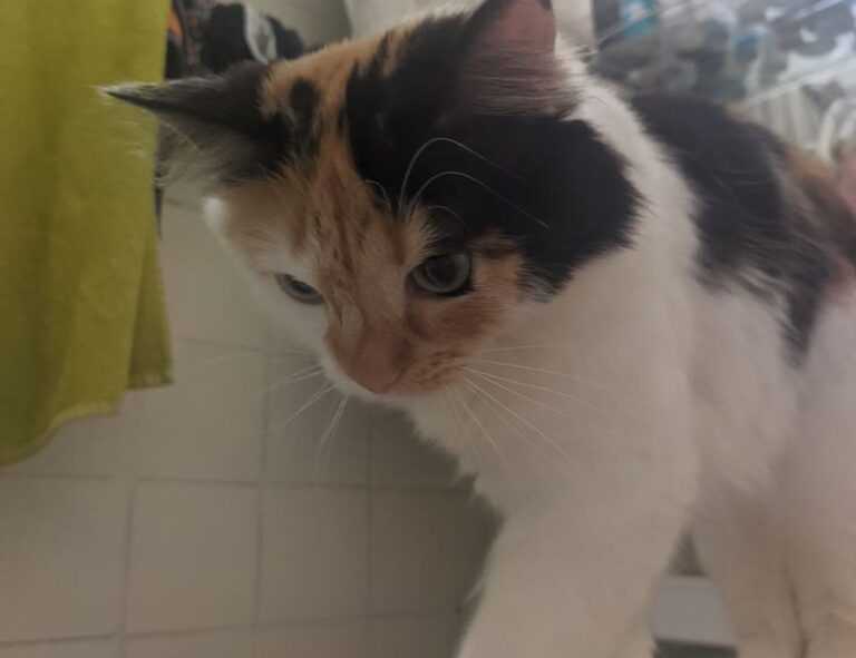 puma bmw m motorsport street men's woven jacket black xl