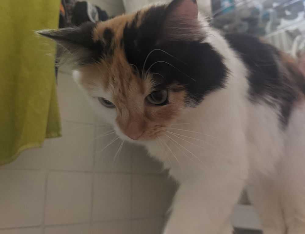 puma bmw m motorsport street men's woven jacket black xl