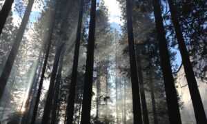 read game development with rust and webassembly online