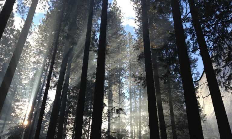 read game development with rust and webassembly online