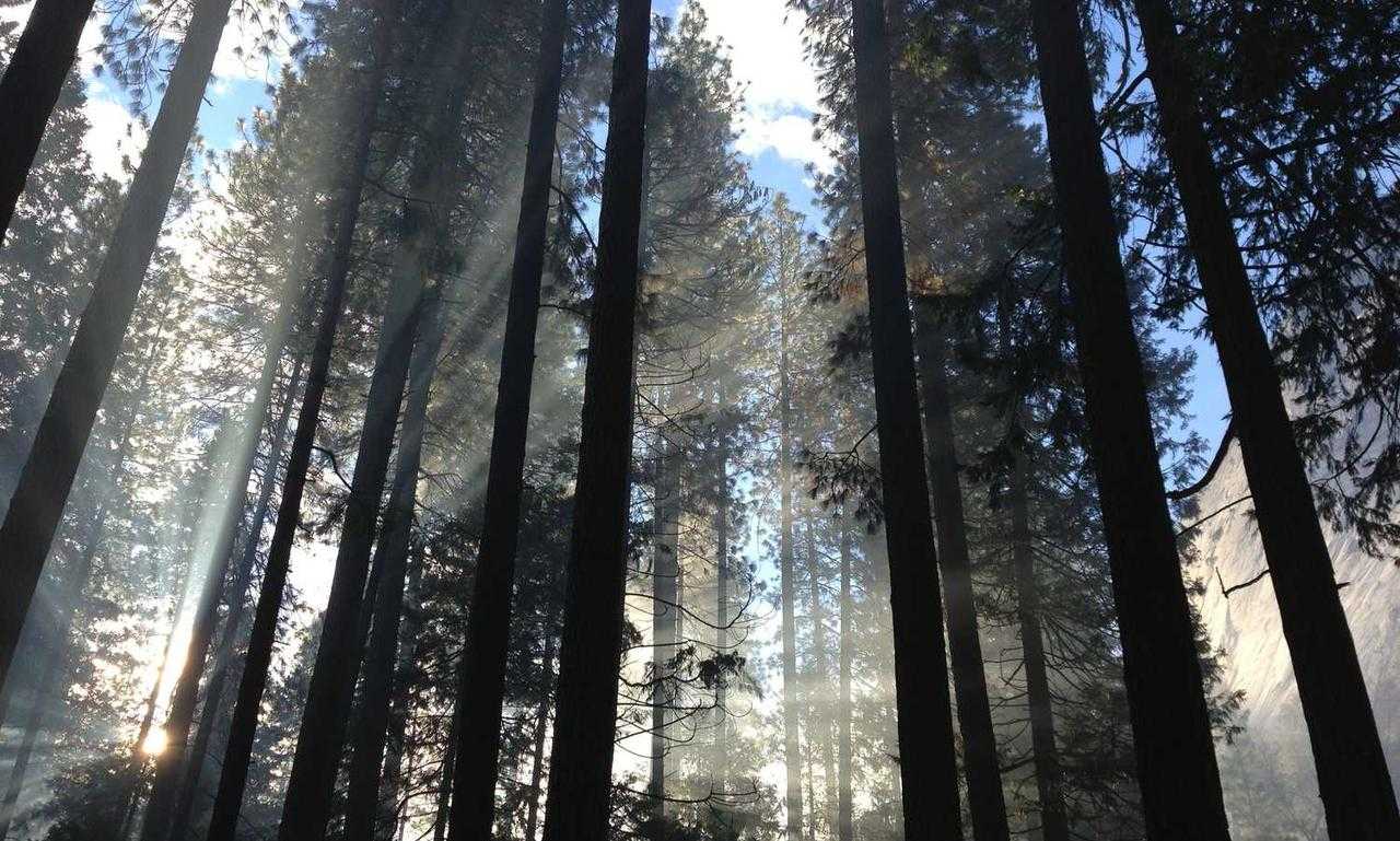 read game development with rust and webassembly online