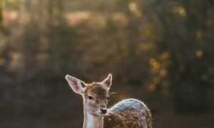 rental application approved but changed mind