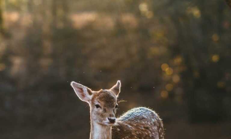 rental application approved but changed mind