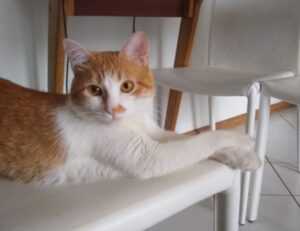 rhett and link rings on pointer finger