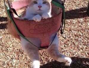 right before this time, photography was a major milestone in the art and __________ world.