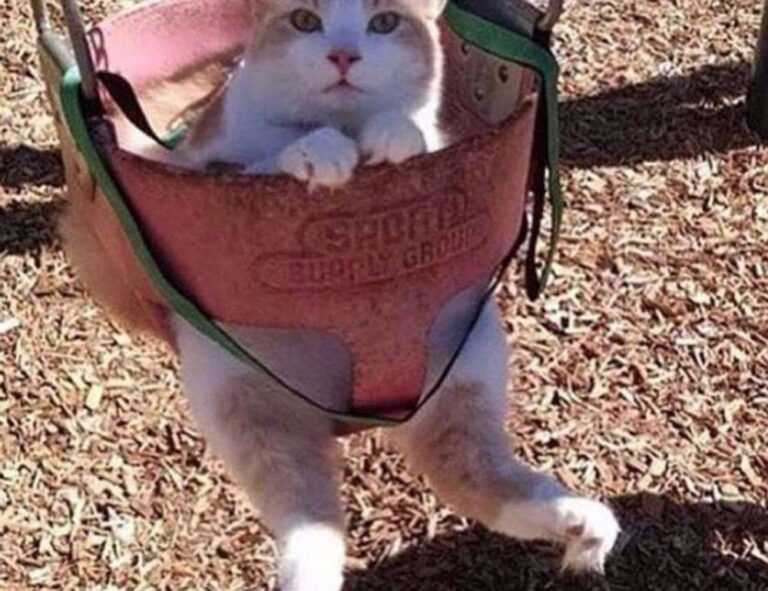 right before this time, photography was a major milestone in the art and __________ world.