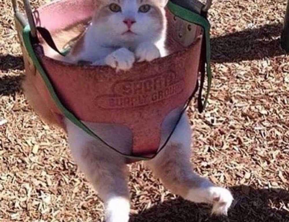 right before this time, photography was a major milestone in the art and __________ world.