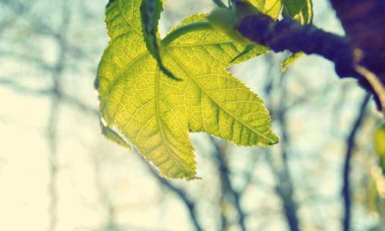 rod stewart biggest concert ever 1994