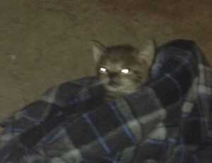 round face short natural haircuts for black females 2019