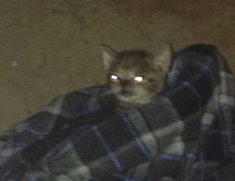 round face short natural haircuts for black females 2019