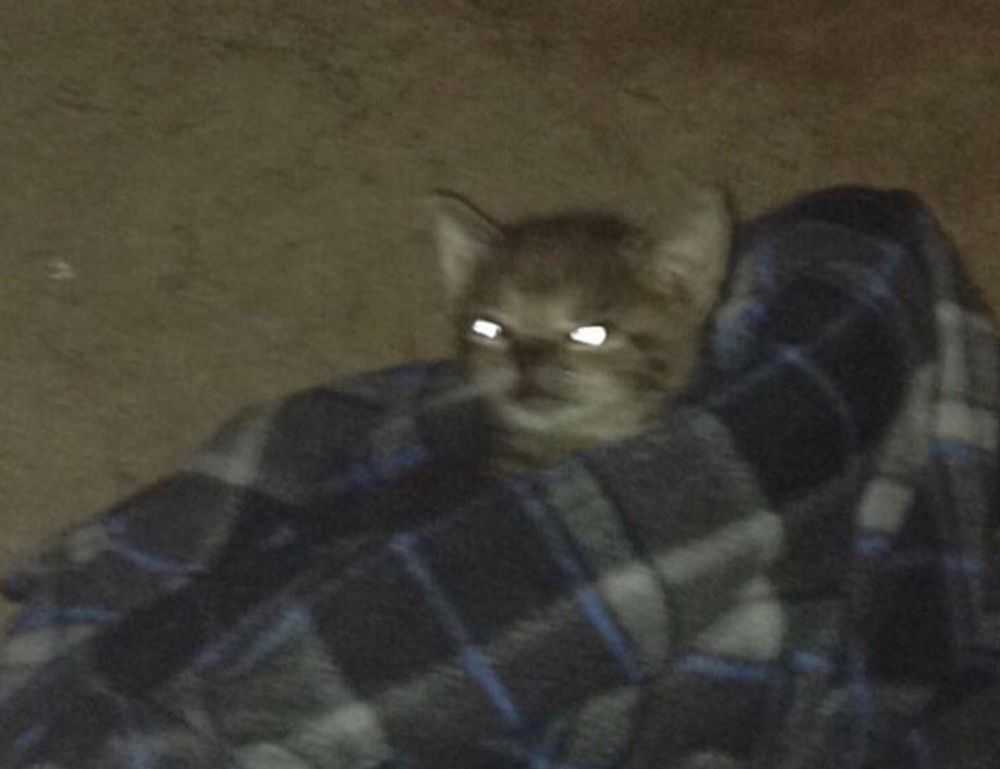 round face short natural haircuts for black females 2019