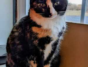 safest places to live in georgia for black families