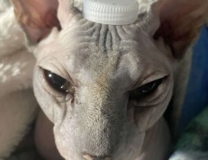 sarah j maas books in reading order