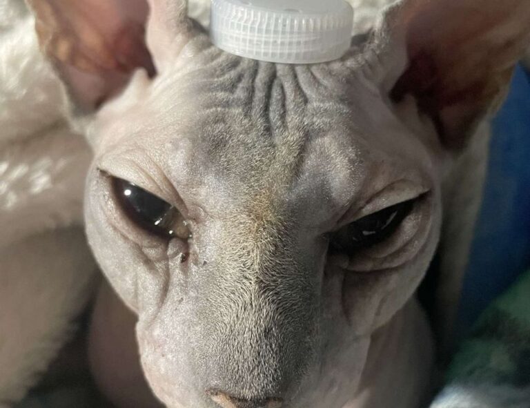 sarah j maas books in reading order