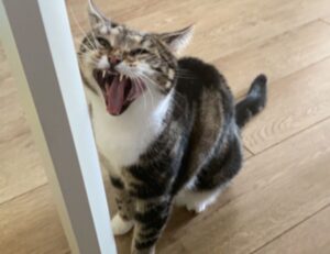 sarah j maas books publication order