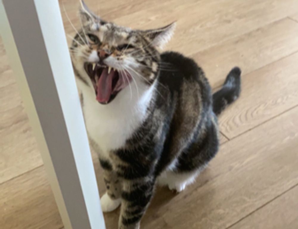 sarah j maas books publication order