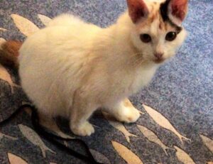 sarah j maas books series in order