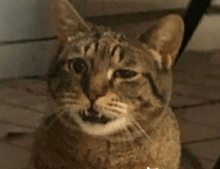 sarah j maas order to read