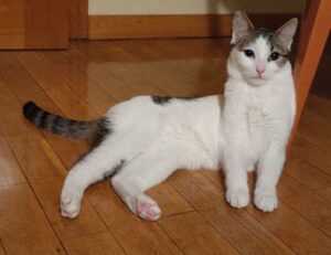 sarah maas throne of glass series order