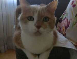 serum before or after derma rolling