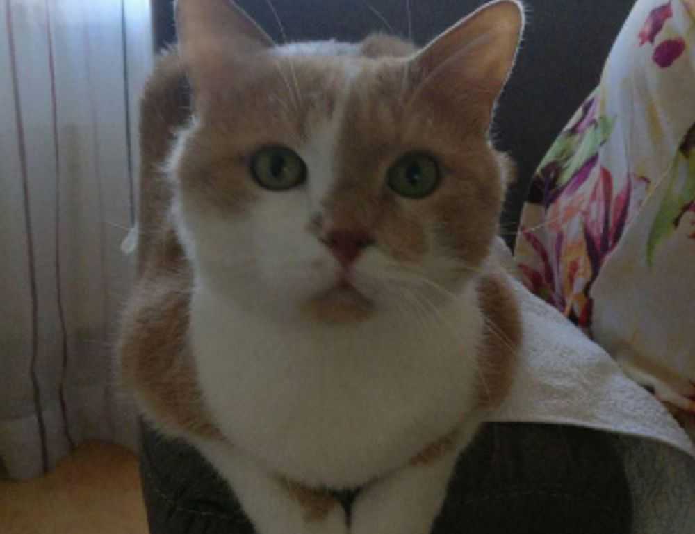 serum before or after derma rolling