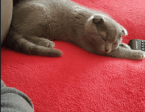 shark robot dust bin error 9