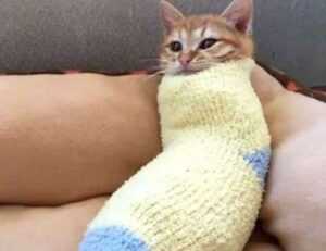 shark vacuum how to take apart