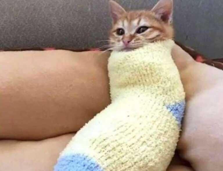 shark vacuum how to take apart