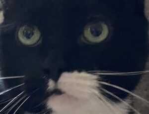 shark vacuum only runs when tilted back